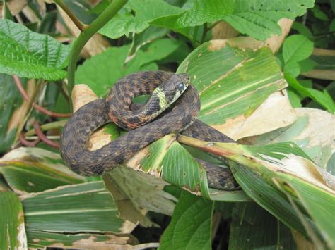 蛇 注意|マムシやヤマカガシなどの毒蛇にご注意を 